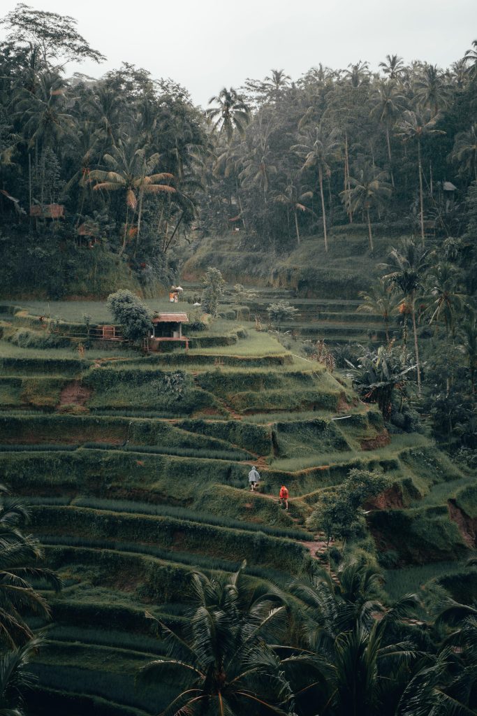 Tegallang Rice Terrace