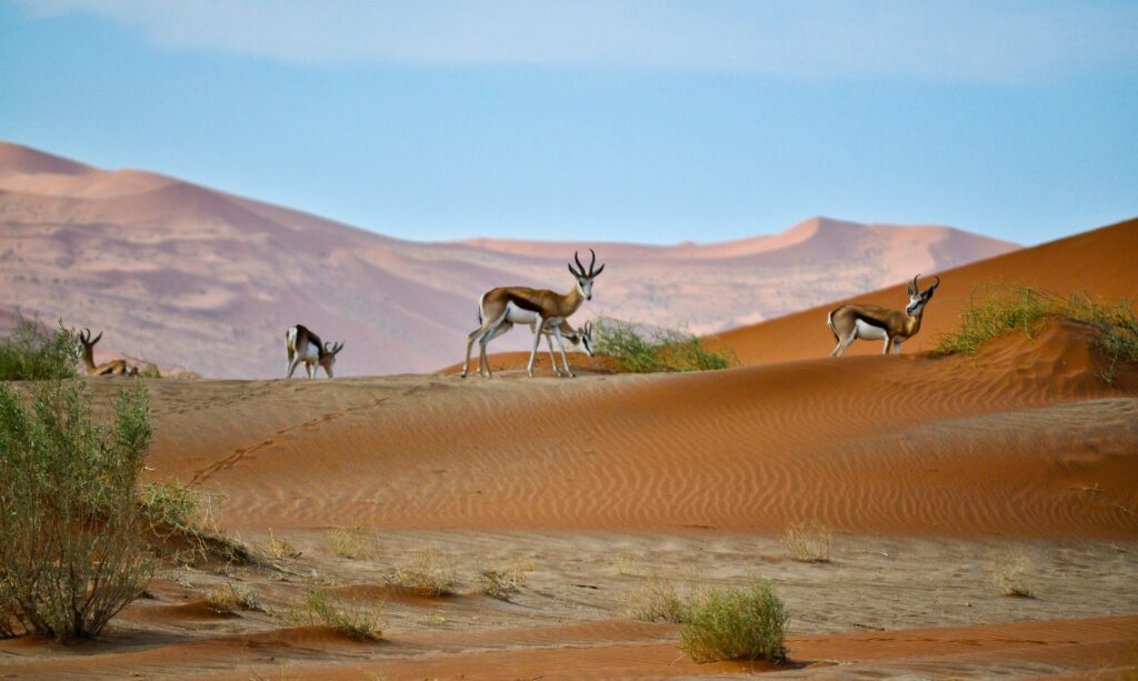 Desert Stars and Design Thinking in the Dunes
